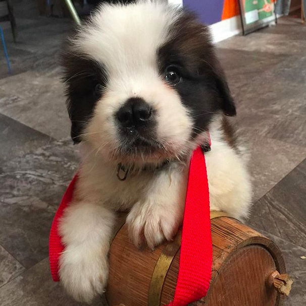 THIS BABY WHO IS SMALLER THAN THE CLASSIC SAINT BERNARD BARREL THINGY.