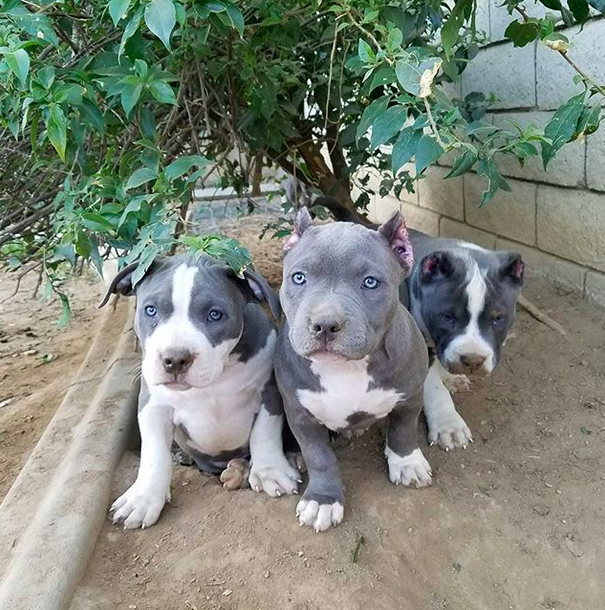 AND THESE LITTLE PITTIE BABIES.