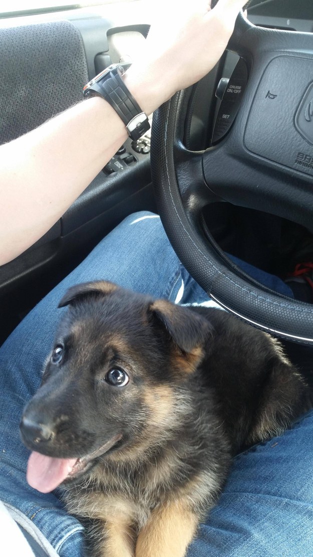 This co-pilot still small enough to fit under the steering wheel.