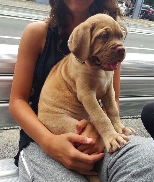 And this mastiff baby who probably just assumes he will always be this small.
