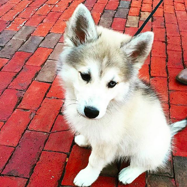 This little baby wolf.