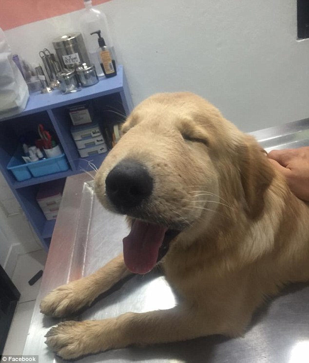 Face flare: While the dog's face may have swelled up, he still can't stop grinning through the pain at the vet