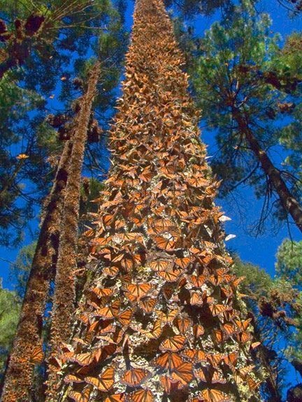 Monarch Butterflies on trees of south central Mexico.