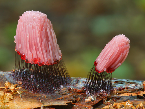 Delicate looking Stemonitis Fusca which is slime mold found on dead wood. 