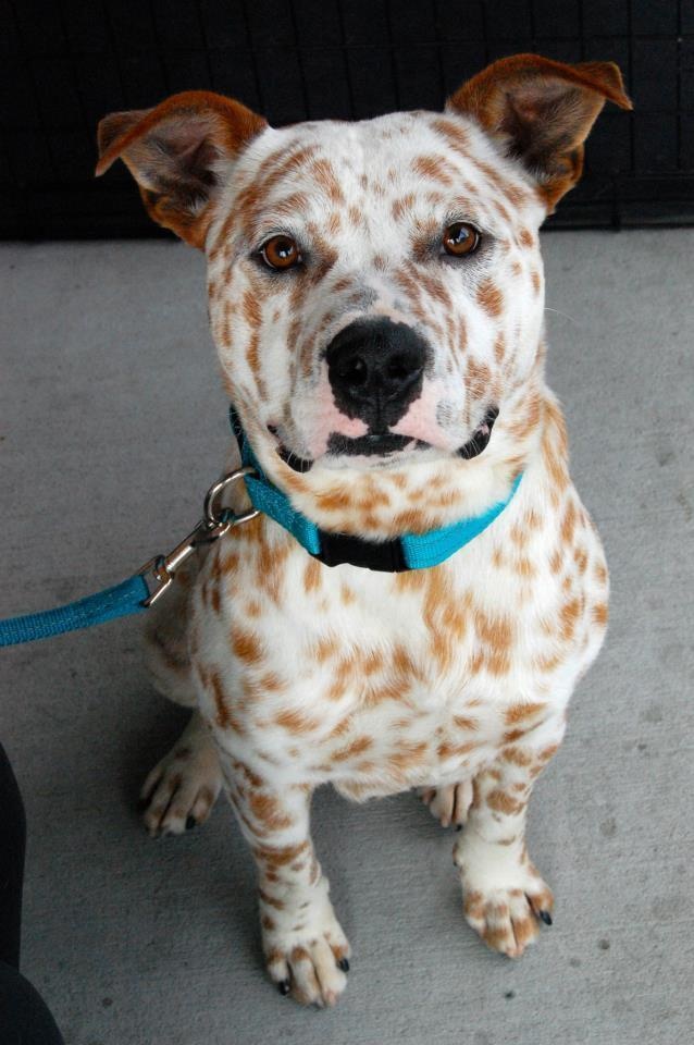 This pup has a very, very cool spot pattern.