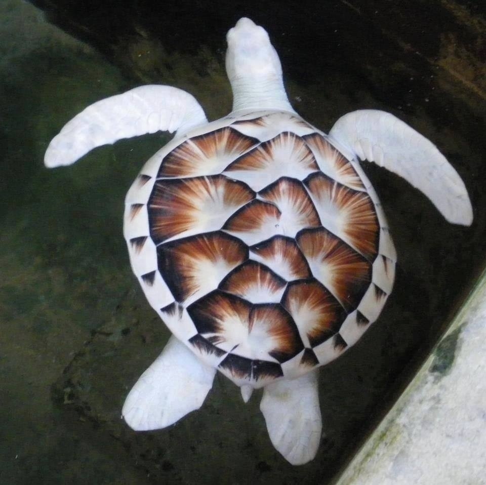 Some would say this turtle has albinism, but he is actually leucistic: Some parts of his body have color, while others do not.