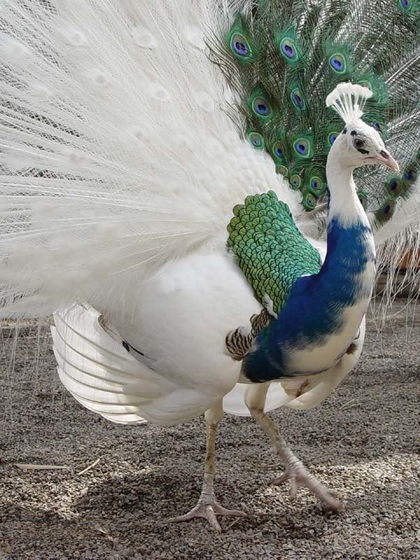 Like this peacock, who has partial leucism.