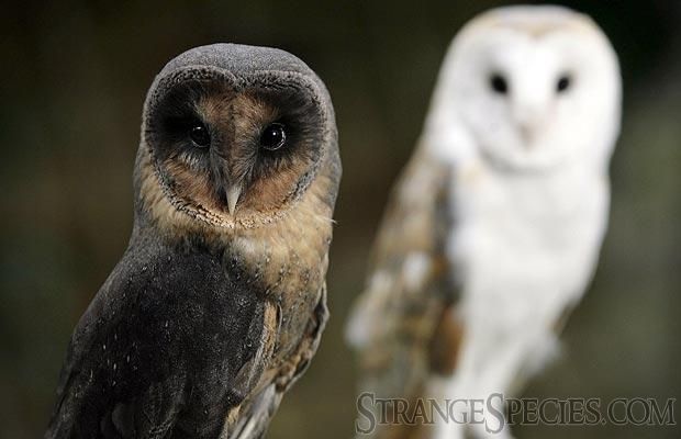 The opposite of leucism is melanism. It creates unusual coloration on an animal, seen here in this barn owl (the regular one is hanging out in the background).