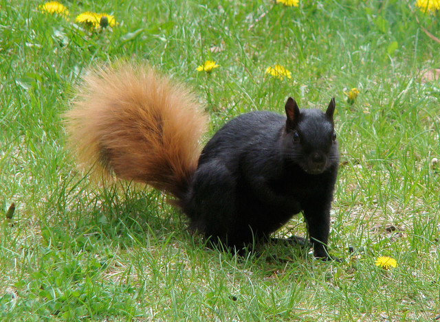 Here, we can see a partially melanistic squirrel.