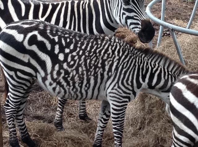 Not one to blend in with the crowd, this zebra has spots instead of stripes.