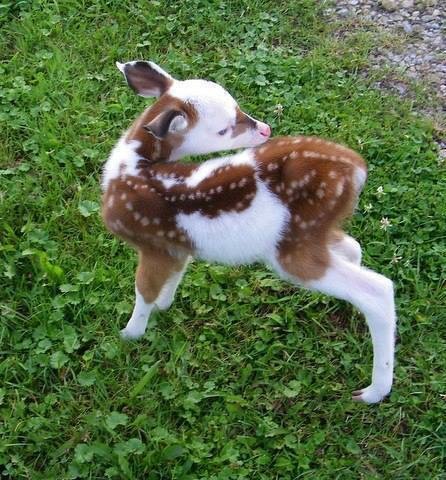 This deer has piebaldism, a rare genetic disorder that appears like partial albinism.