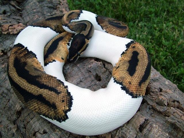 It's not just mammals, either: This is a piebald python.