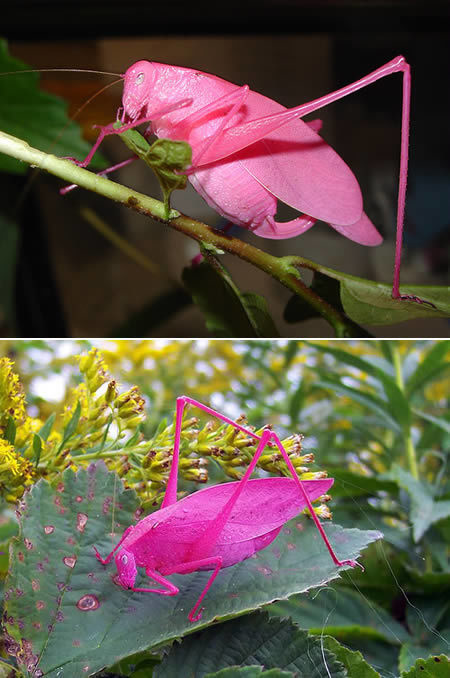 And finally, an incredible pink katydids with erythrism. Erythrism is a genetic condition that results in unusual reddish pigmentation of the animal. Most don’t survive to adulthood because their vivid color makes them more visible to predators.