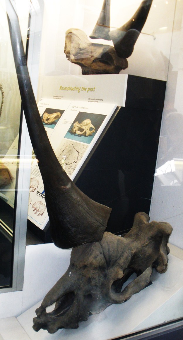 The Siberian unicorn, known scientifically as Elasmotherium sibiricum, is most closely related to the rhinoceros, but its horn is thought to have been much longer — probably several feet long.