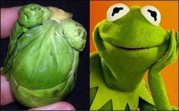 Kermit the Frog and a brusselsprout. 