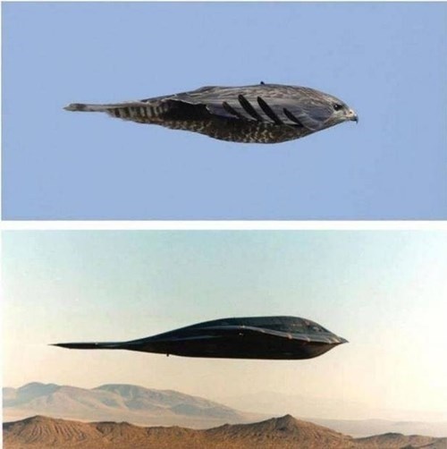 This bird and a B-2 bomber.