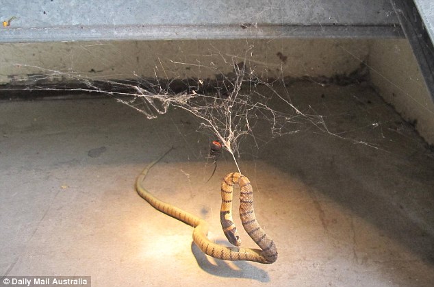 Gotcha: A large female redback spider trapped a deadly eastern brown snake it is web inside the garage in Morpeth in the NSW Hunter Valley of Paul and Bernadette Gibbs who photographed the scene