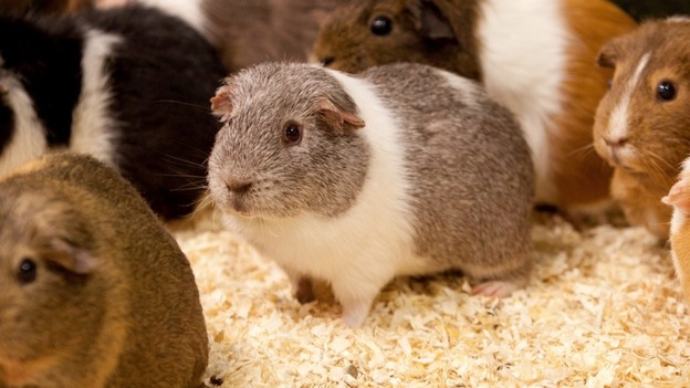 Randy, centre, pictured alongside some of the female guinea pigs he mated with 