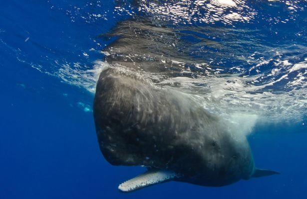 Ambergris, which takes years to form, is hardened intestinal slurry from a sperm whale (file picture)