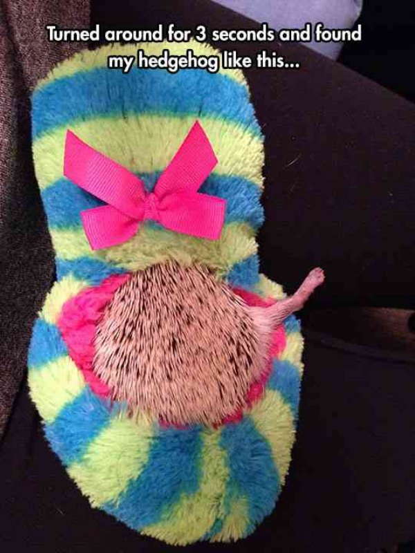 cool hedgehog inside slippers trapped Animals are the engine that drives the internet (38 Photos)