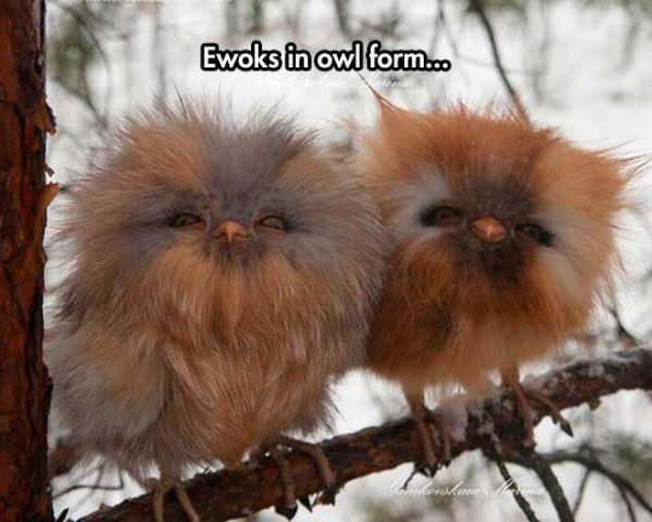 cool-owls-Ewoks-toy-tree