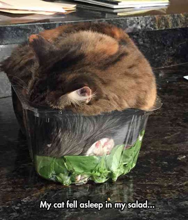 cool cat sleeping salad plastic Animals are the engine that drives the internet (38 Photos)