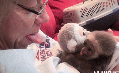 cool gif monkey baby little review21 Animals are the engine that drives the internet (38 Photos)