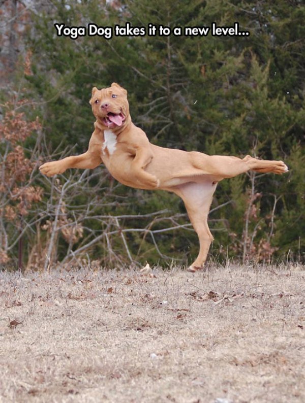 cool-dog-jumping-yoga-moves