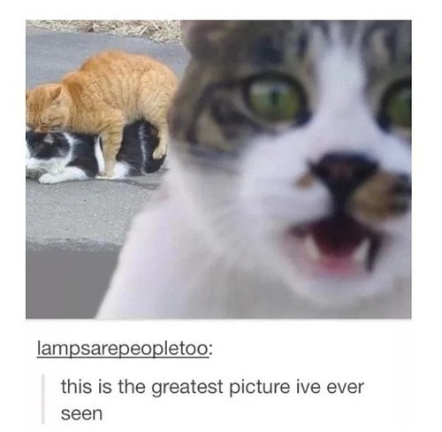 We are all this cat: