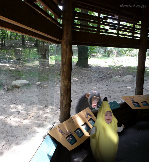 This kid who insisted on wearing her banana costume to the zoo: