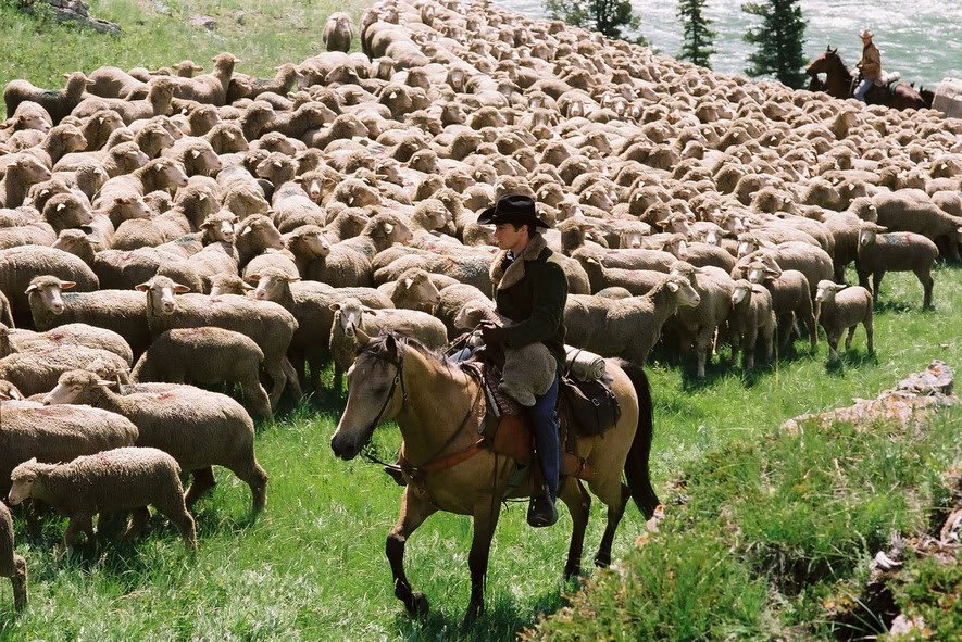 The sheep in “Brokeback Mountain” are all fake.