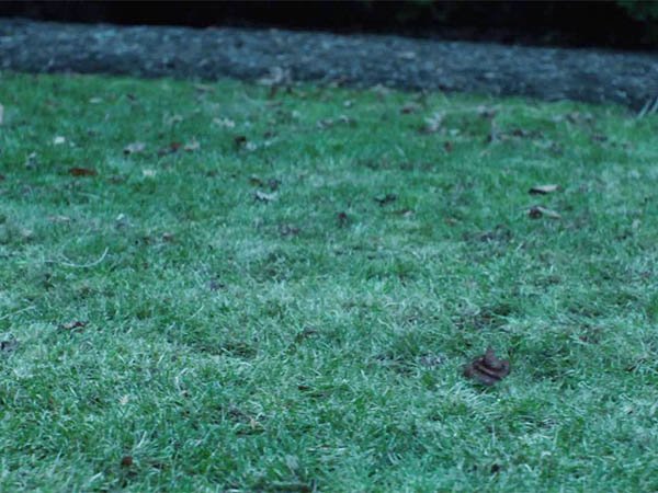At the beginning of “John Wick,” Keanu’s adorable puppy poops on the lawn. The poop is CGI.