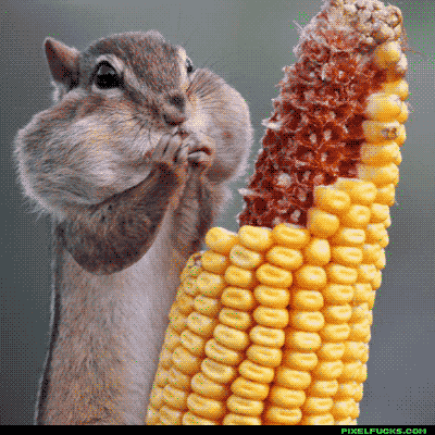 squirrel corn munchies food eating