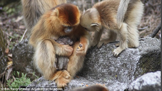 Midwives can play a critical role in bringing a newborn baby into the world, and according to researchers, that doesn¿t just apply to humans. After decades of observation, researchers have now witnessed the daytime birth of a wild golden snub-nosed monkey ¿ and the mother had help from a ¿midwife¿ the entire time