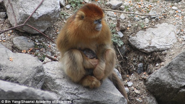 Monkeys typically give birth at night, as the cover of darkness leaves them less vulnerable than the exposure of the daytime light. This means that witnessing such an event is a rare occasion. The researchers came upon a golden snub-nosed monkey giving birth on the Qinling Mountains of China