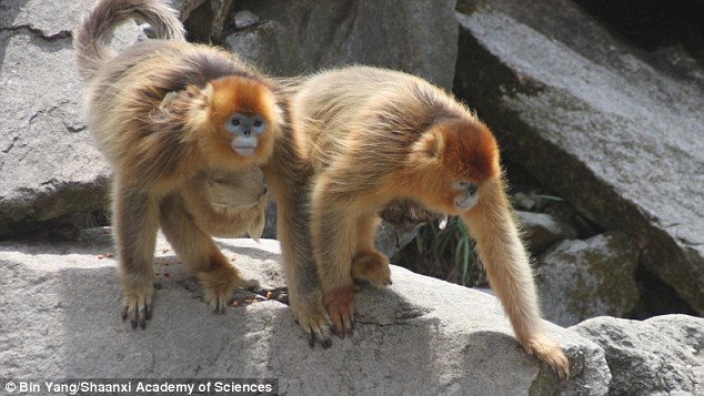 A second female monkey, the 'midwife,' was there to help during the entire birthing process, coming to the mother¿s side at the first signs of discomfort to groom her and lingering in the area when contractions became obvious