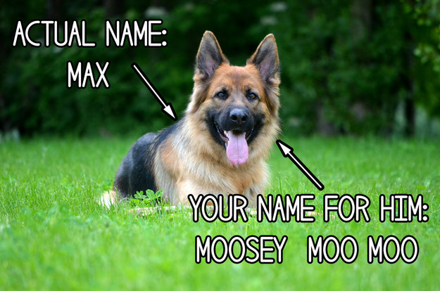 Come up with a name for your dog completely unrelated to its actual name.