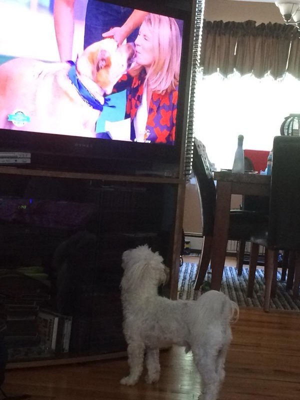 Watched your dog's reaction when other dogs are on TV to see if they care.