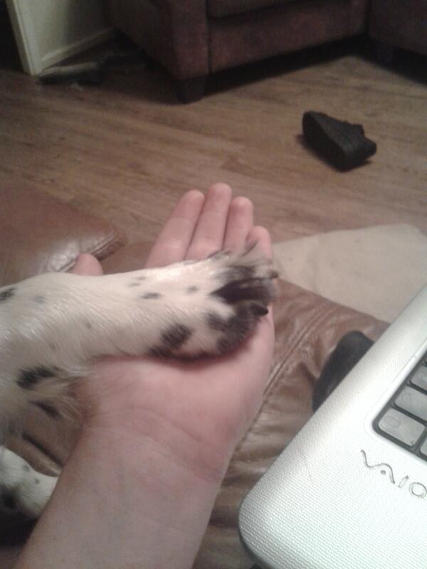 Held your dog's paw while relaxing on the sofa.
