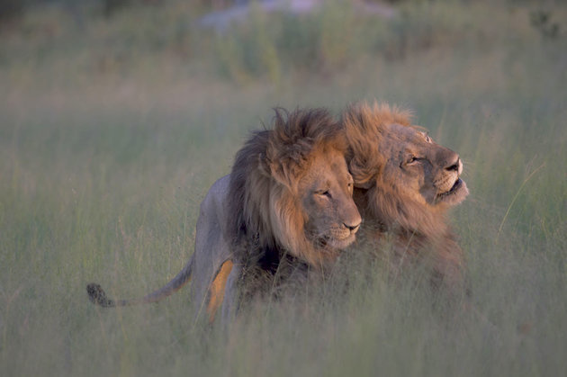 The photo of two male lions mating is making the news around the world. African lions expert,  Kathleen Alexander, has another explanation; the animal in the bottom is actually a female with a mane.