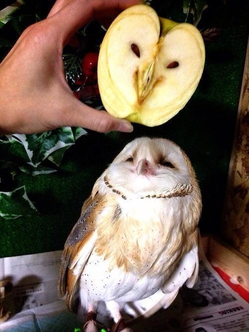 The owl finding its own image on an apple. 