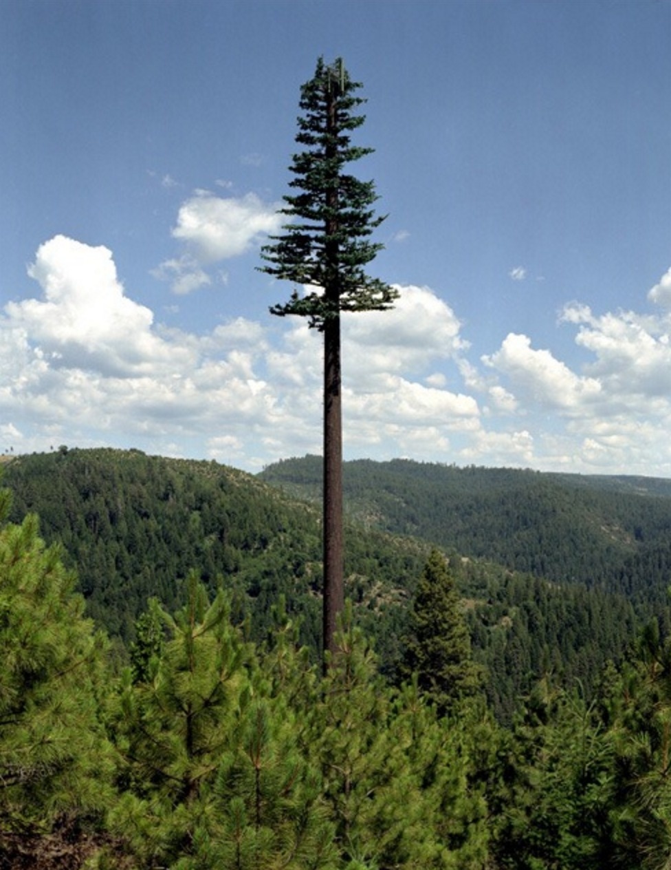 The overgrown, gigantic tree is actually a disguised cellphone tower. 