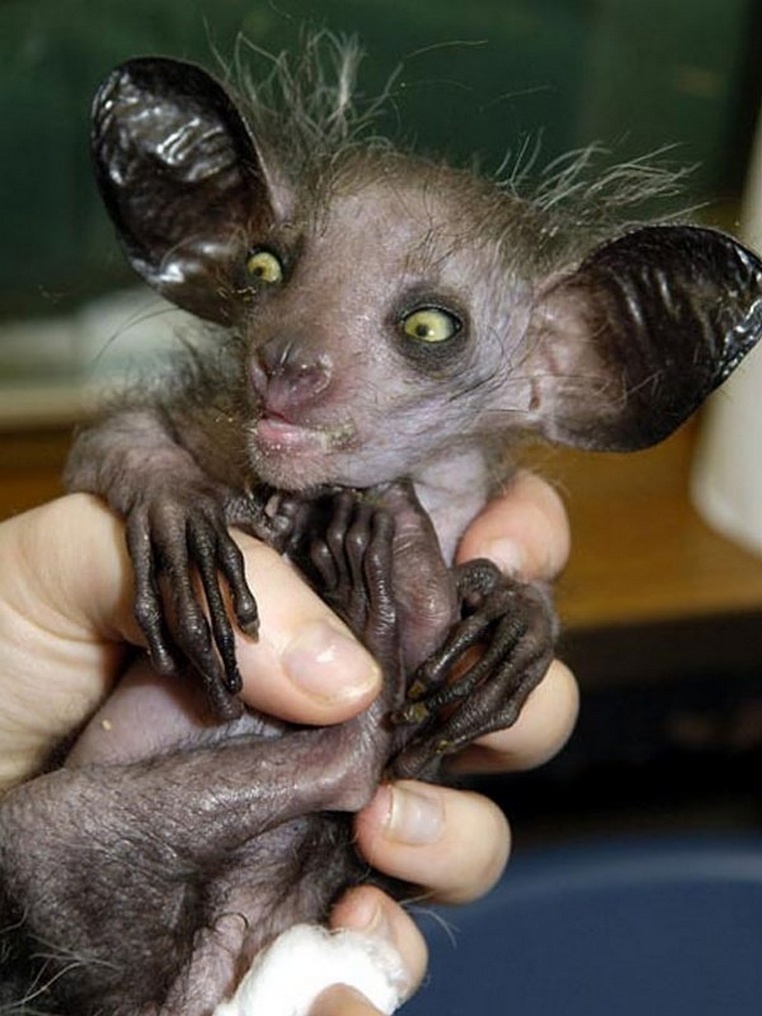It may look like a bat, but the aye aye is actually a primate related to chimpanzees and apes. 