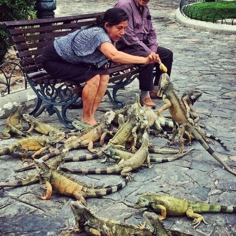 A woman feeding the local lizards in a park in Ecuador. 