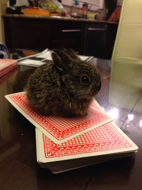 This playing card–sized little bunny.