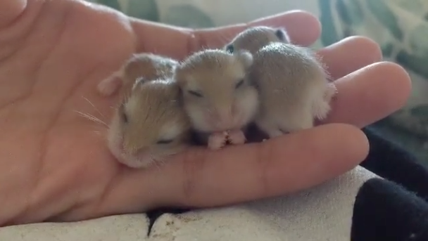 And these slumbering little hamsters.