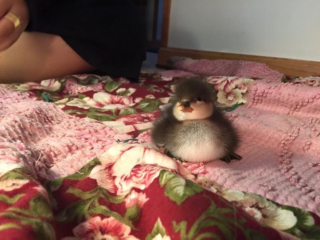 This inquisitive duckling.