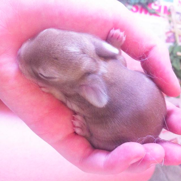 This handful of soft baby rabbit.