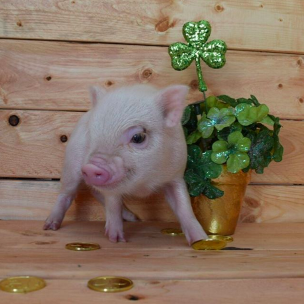 This charming piglet.