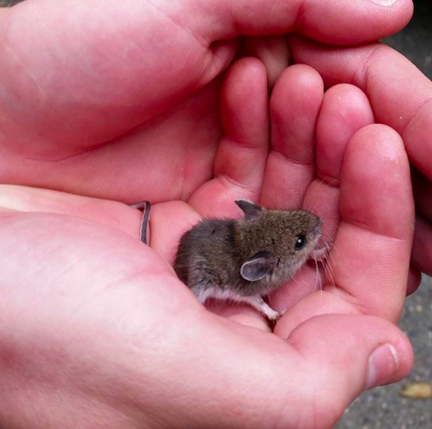 This incredibly small baby mouse.